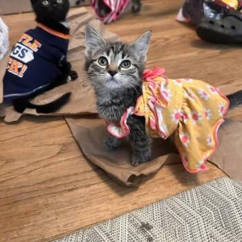 Barbara -  Domestic Short Hair Cat for Adoption in Rocky Mount, Virginia - Barbara | PetCurious