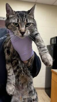 Domestic Short Hair Cats Available for Adoption - Julia | PetCurious