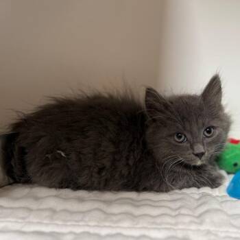 Dash -  Domestic Medium Hair Cat for Adoption in Riverside, California - Dash | PetCurious