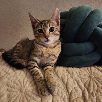 Timmy -  Tabby and Domestic Short Hair Cat for Adoption in San Antonio, Texas - Timmy | PetCurious