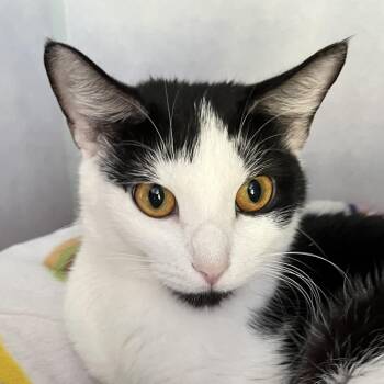 Nestle -  Domestic Short Hair Cat for Adoption in Sarasota, Florida - Nestle | PetCurious