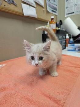 Scuttle -  Domestic Short Hair Cat for Adoption in Fishers, Indiana - Scuttle | PetCurious