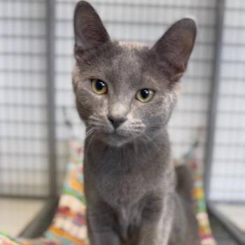 Domestic Short Hair Cats Available for Adoption - Nugget | PetCurious