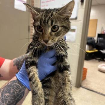 Artemis -  Domestic Short Hair Cat for Adoption in Birmingham, Alabama - Artemis | PetCurious
