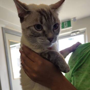 Winnebago -  Siamese Cat for Adoption in Clavet, Saskatchewan - Winnebago | PetCurious