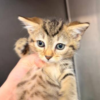 Primrose -  Domestic Short Hair Cat for Adoption in New York, New York - Primrose | PetCurious