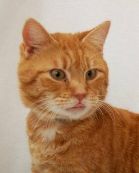 Domestic Short Hair Cats Available for Adoption - Bert | PetCurious