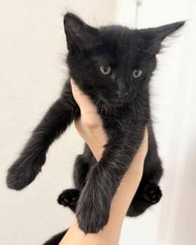 Starlette -  Maine Coon and Ragdoll Cat for Adoption in New Braunfels, Texas - Starlette | PetCurious