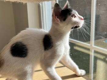 Lulu -  Domestic Short Hair Cat for Adoption in Houston, Texas - Lulu | PetCurious