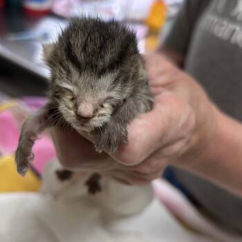 Otter -  Domestic Short Hair Cat for Adoption in Asheville, North Carolina - Otter | PetCurious