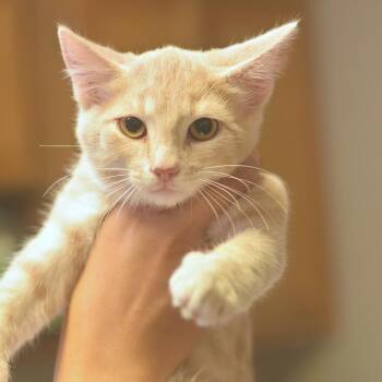Kronk -  Domestic Short Hair Cat for Adoption in Belleville, Illinois - Kronk | PetCurious