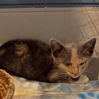 Cold Brew -  Domestic Short Hair Cat for Adoption in Lynchburg, Virginia - Cold Brew | PetCurious