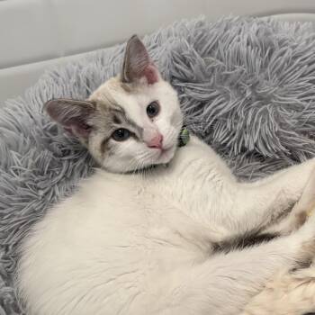 Domestic Short Hair and Siamese Cats Available for Adoption in Portland, Oregon - Doug | PetCurious