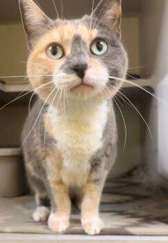 Dove -  Domestic Short Hair Cat for Adoption in Osseo, Michigan - Dove | PetCurious