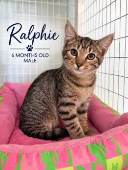 Ralphie -  Domestic Short Hair Cat for Adoption in Kingsland, Georgia - Ralphie | PetCurious