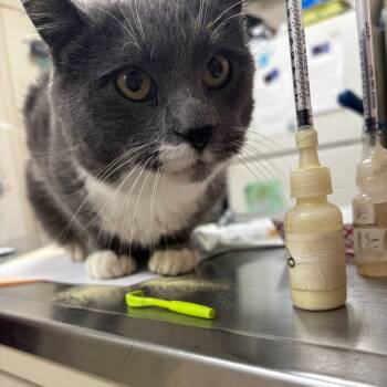 Rescue Domestic Short Hair Cats for Adoption in Pekin, Illinois - Max | PetCurious