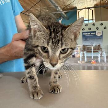 Grasshopper -  Domestic Short Hair Cat for Adoption in Leander, Texas - Grasshopper | PetCurious