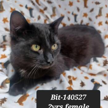 Domestic Short Hair Cats Available for Adoption in New Tazewell, Tennessee - Bit | PetCurious