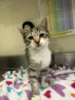 Bo Peep -  Domestic Short Hair Cat for Adoption in Manitowoc, Wisconsin - Bo Peep | PetCurious