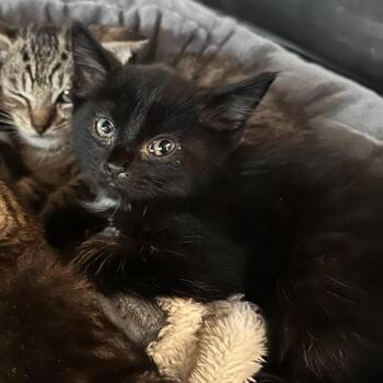 Chark -  Domestic Short Hair Cat for Adoption in Rocky Mount, Virginia - Chark | PetCurious