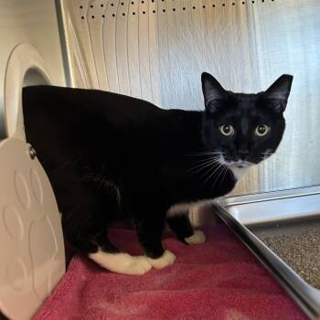 Rescue Domestic Short Hair Cats for Adoption in Asheville, North Carolina - Binx | PetCurious