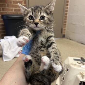 Domestic Medium Hair Cats Available for Adoption in Birmingham, Alabama - Gertie | PetCurious