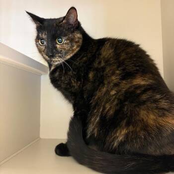 Domestic Short Hair Cats Available for Adoption - Sprinkles | PetCurious