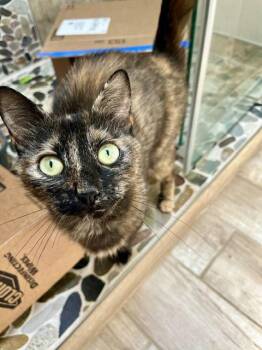 Firefly -  Domestic Short Hair Cat for Adoption in Philadelphia, Pennsylvania - Firefly | PetCurious