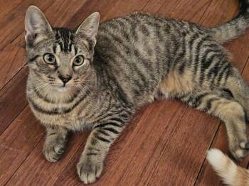 Cinnezac -  Domestic Short Hair Cat for Adoption in Chicago, Illinois - Cinnezac | PetCurious