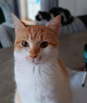 Domestic Short Hair Cats Available for Adoption in Gorham, Maine - Chobani | PetCurious