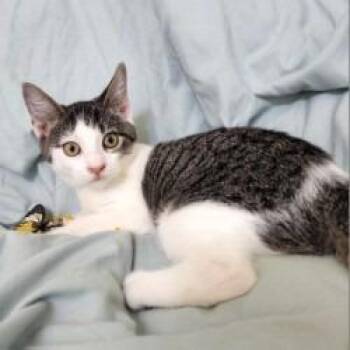 Doodle Bug -  Domestic Short Hair Cat for Adoption in Lakeland, Florida - Doodle Bug | PetCurious