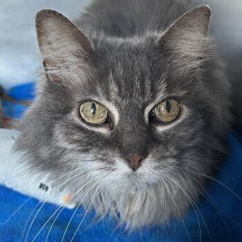 Mochi -  Domestic Medium Hair and Mixed Breed Cat for Adoption in Matteson, Illinois - Mochi | PetCurious