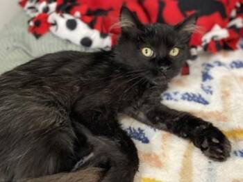 -Gizmo -  Domestic Medium Hair Cat for Adoption in Red Bluff, California - -Gizmo | PetCurious