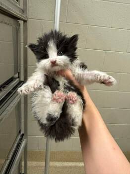 Domestic Medium Hair Cats Available for Adoption in Chicago, Illinois - Kevin Bonded Pair With Sibling | PetCurious