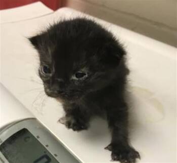 Domestic Short Hair Cats Available for Adoption in Conroe, Texas - ELLIE | PetCurious