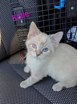 Katie -  Domestic Short Hair Cat for Adoption in Saint James, Minnesota - Katie | PetCurious