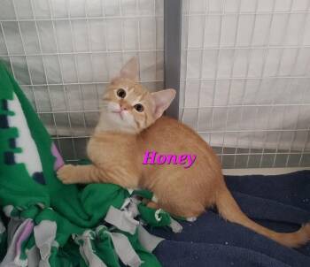 Honey Saturn -  Domestic Short Hair Cat for Adoption in Diamond Springs, California - Honey Saturn | PetCurious