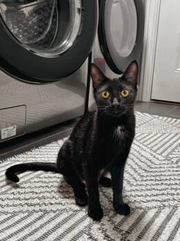 Rescue Domestic Short Hair Cats for Adoption in Mokena, Illinois - Koza | PetCurious