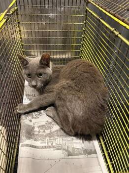 FRANKLIN -  Domestic Short Hair Cat for Adoption in San Antonio, Texas - FRANKLIN | PetCurious