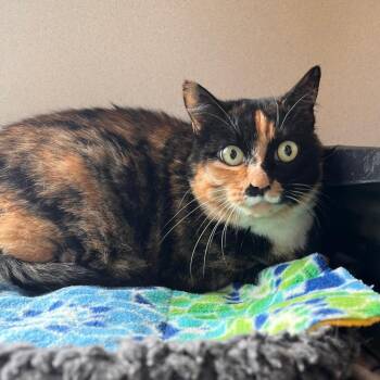 Boots -  Domestic Short Hair Cat for Adoption in Aberdeen, Washington - Boots | PetCurious