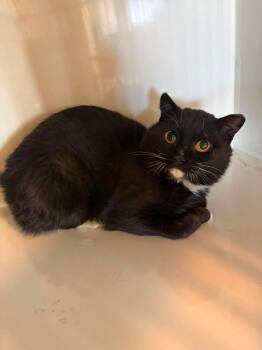 Stray 1270 -  Tuxedo Cat for Adoption in Hay River, Northwest Territories - Stray 1270 | PetCurious