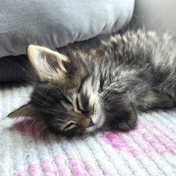 Rowan -  Domestic Long Hair Cat for Adoption in Reisterstown, Maryland - Rowan | PetCurious