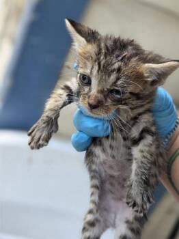 HOLIDAY -  Domestic Short Hair Cat for Adoption in San Antonio, Texas - HOLIDAY | PetCurious