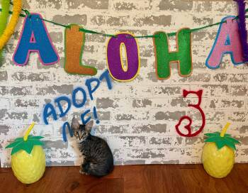 Rocket -  Domestic Short Hair Cat for Adoption in San Tan Valley, Arizona - Rocket | PetCurious