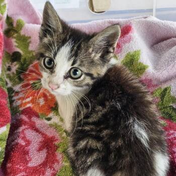 Grizzly -  Domestic Short Hair Cat for Adoption in Evansville, Indiana - Grizzly | PetCurious