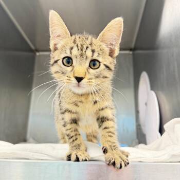 Joseph -  Domestic Short Hair Cat for Adoption in Englewood, Florida - Joseph | PetCurious