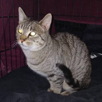 Leo -  Domestic Short Hair Cat for Adoption in Hampton Bays, New York - Leo | PetCurious