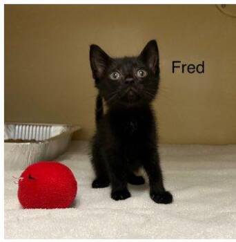 Frederick -  Domestic Short Hair Cat for Adoption in Raleigh, North Carolina - Frederick | PetCurious