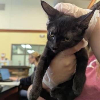 Gravity -  Domestic Short Hair Cat for Adoption in Lynchburg, Virginia - Gravity | PetCurious