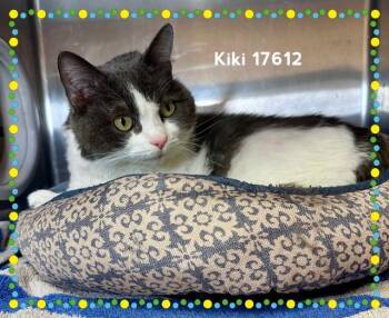 Domestic Long Hair Cats Available for Adoption - KIKI | PetCurious
